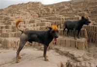 /album/huaca-pucllana/a5-jpg/